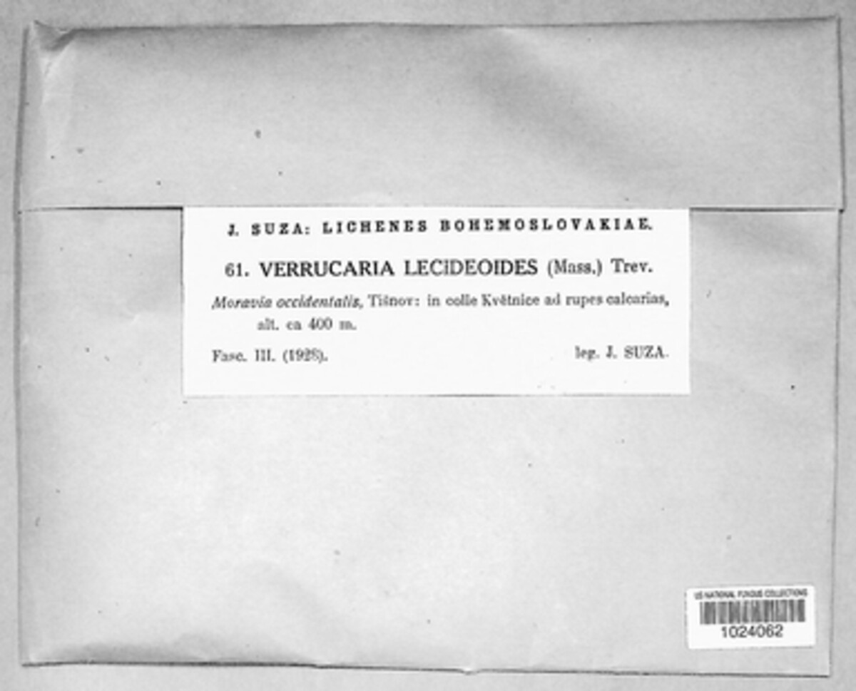 Verruculopsis lecideoides image